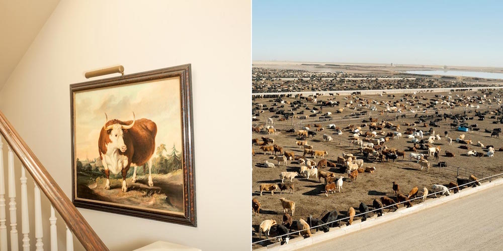 livestock