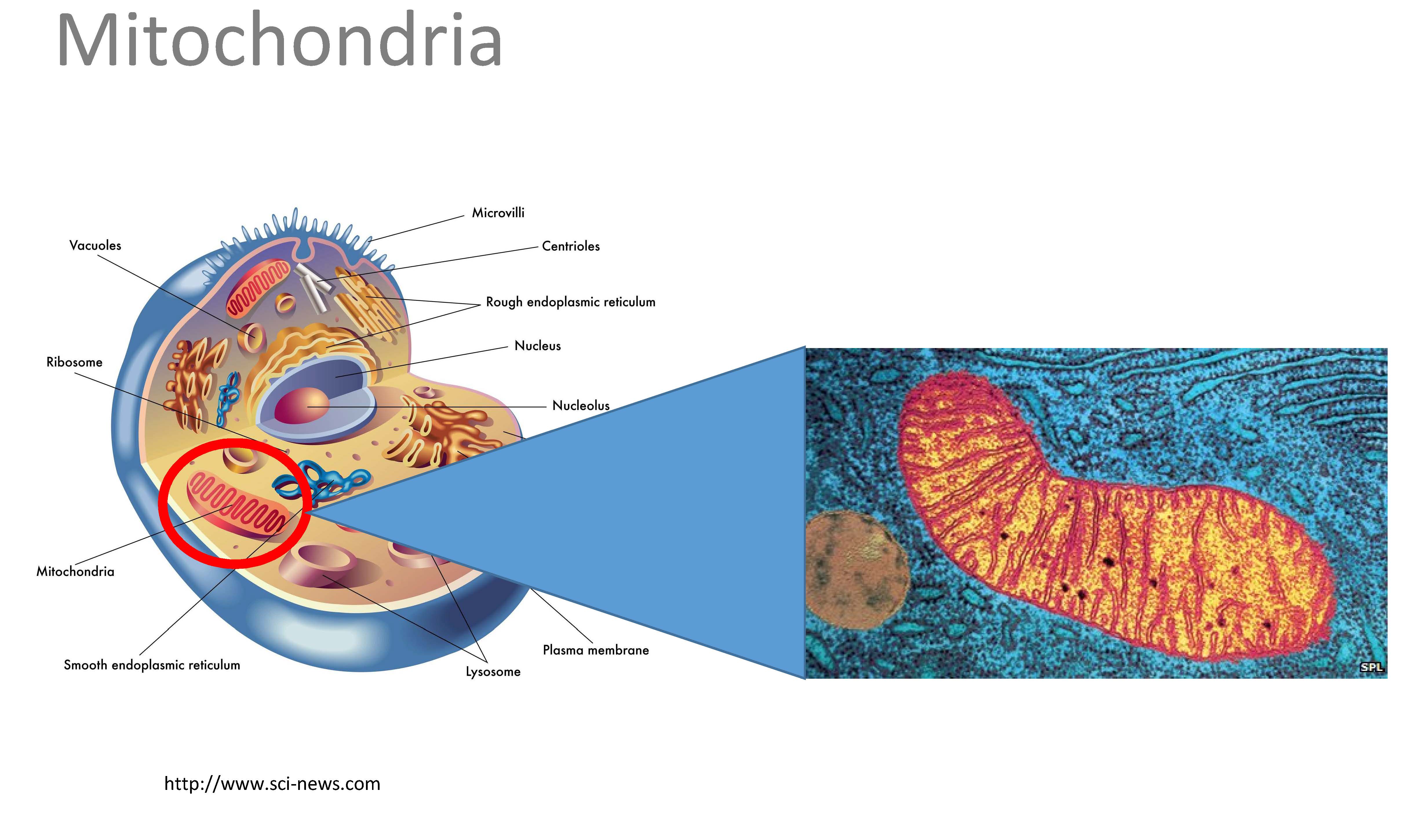 Mitochondria
