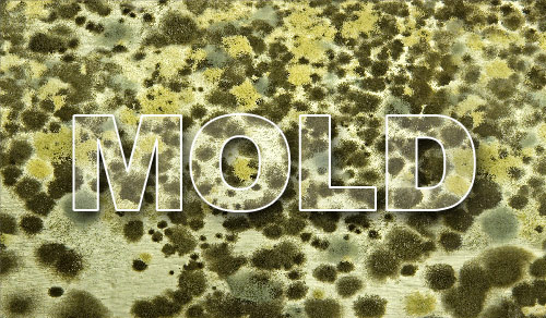 mold