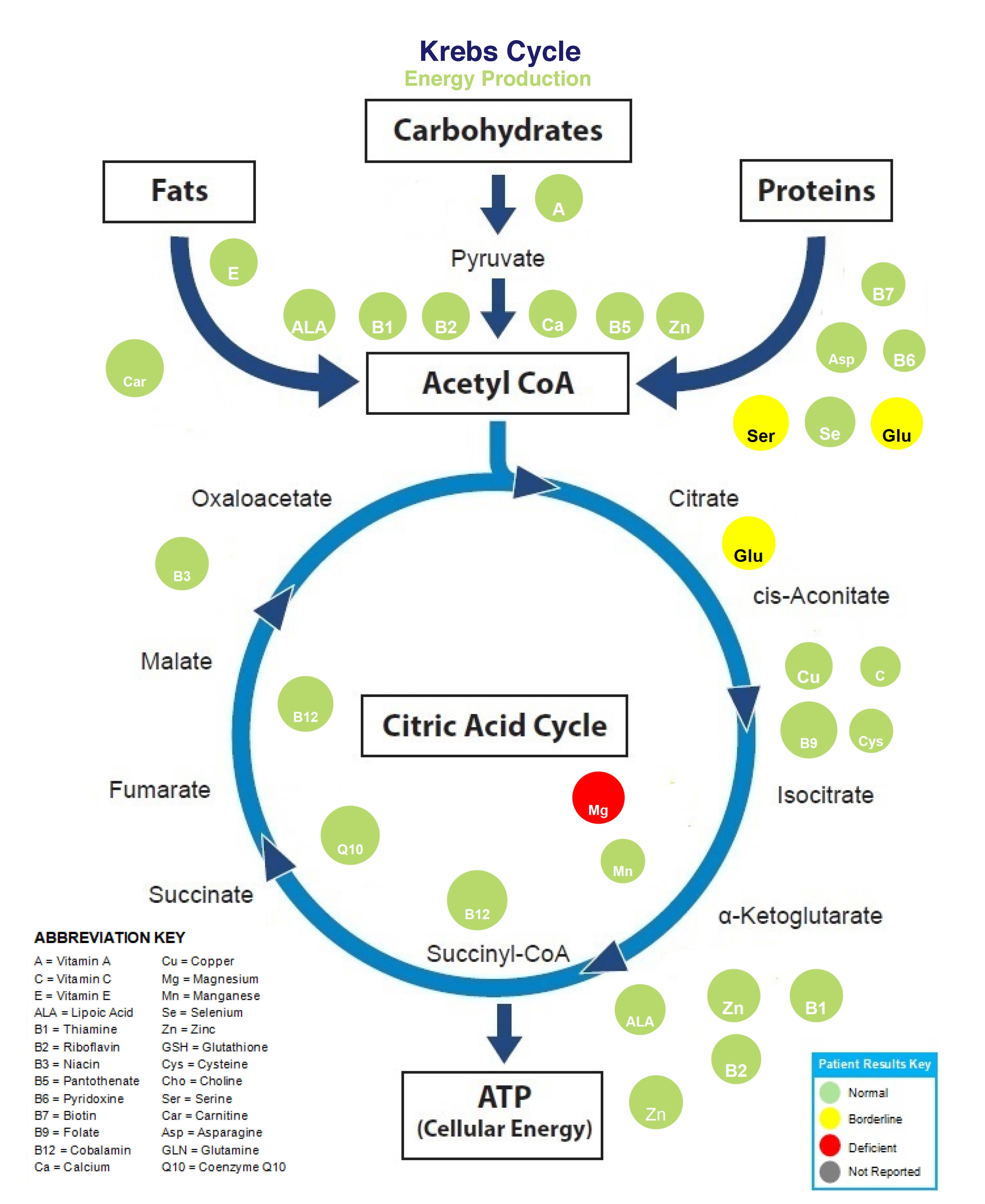 Cellular fuction and energy production