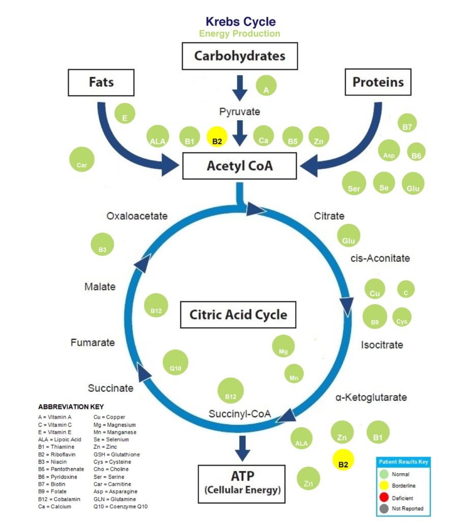 Krebs Cycle